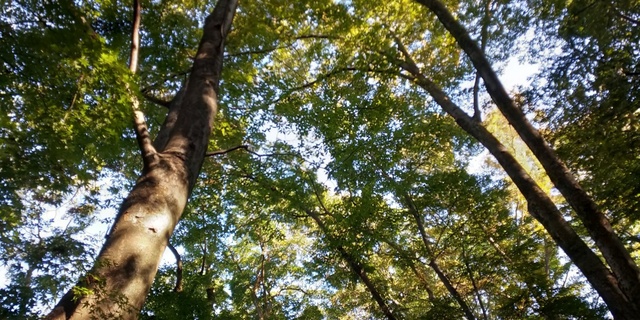 DSC_1285.JPG